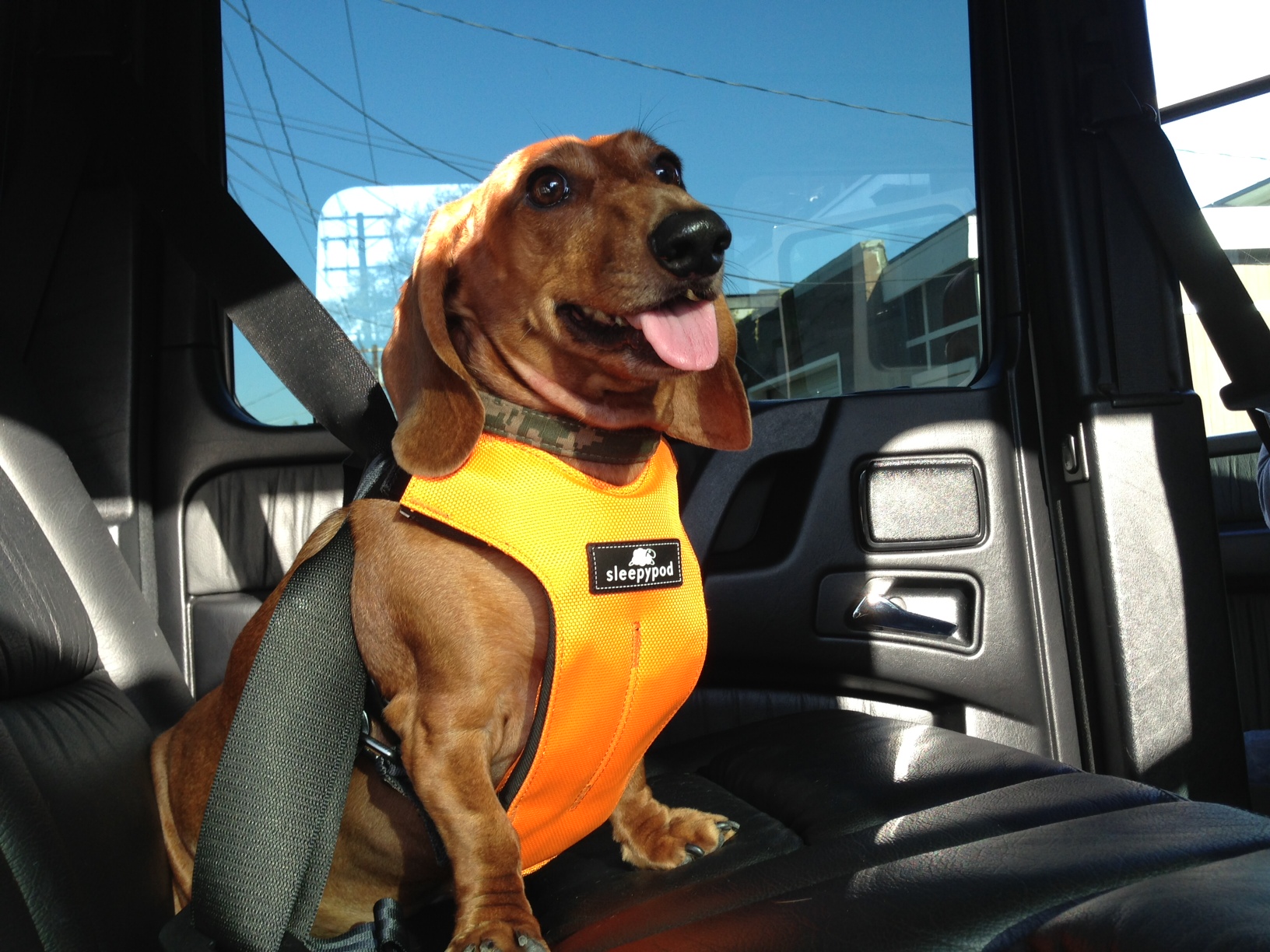 Sleepypod’s Clickit Utility Harness Is 2013 Top Performing Pet Safety Harness in Groundbreaking
